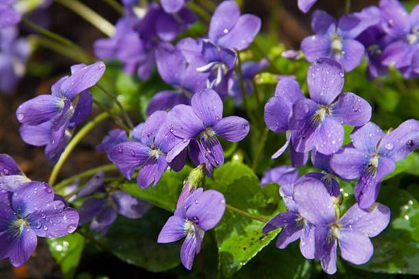 WILD VIOLET