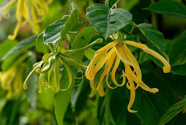 YLANG YLANG FRAGRANCE Type