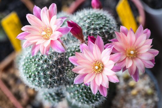 CACTUS FLOWER