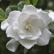 GARDINIA OIL FRAGRANCE
