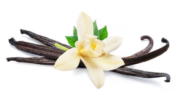 Vanilla Bean Oil Fragrance