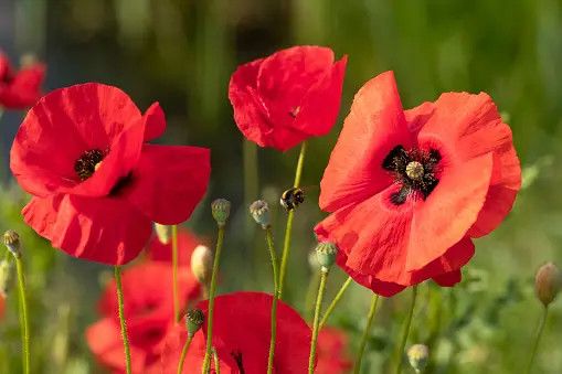BLACK OPIUM  type