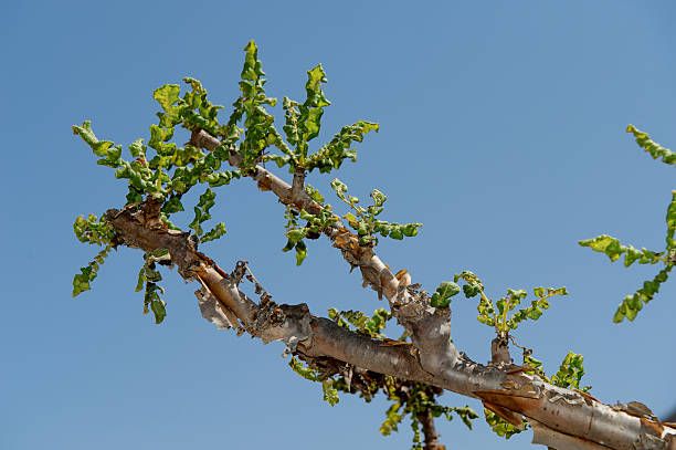 FRANKINCENSE