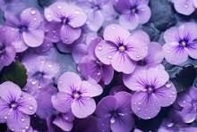 VIOLET