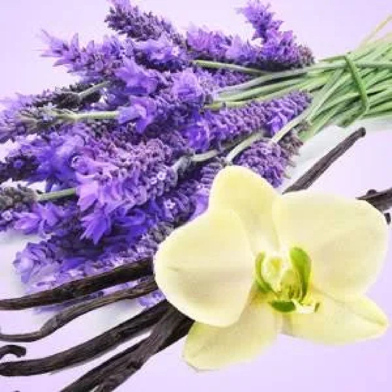 LAVENDER VANILLA FRAFRANCE