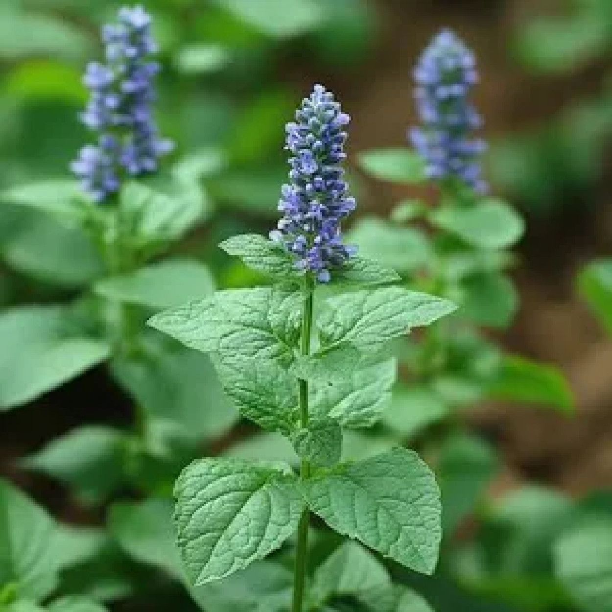 Patchouli Fragrant Oil  type