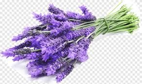 Lavender Oil Fragrance
