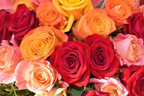 Rose Fragrant Oil  2 oz.