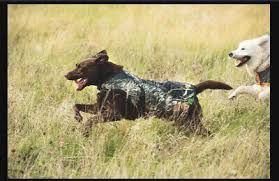 Rambo Camo Dog Coat