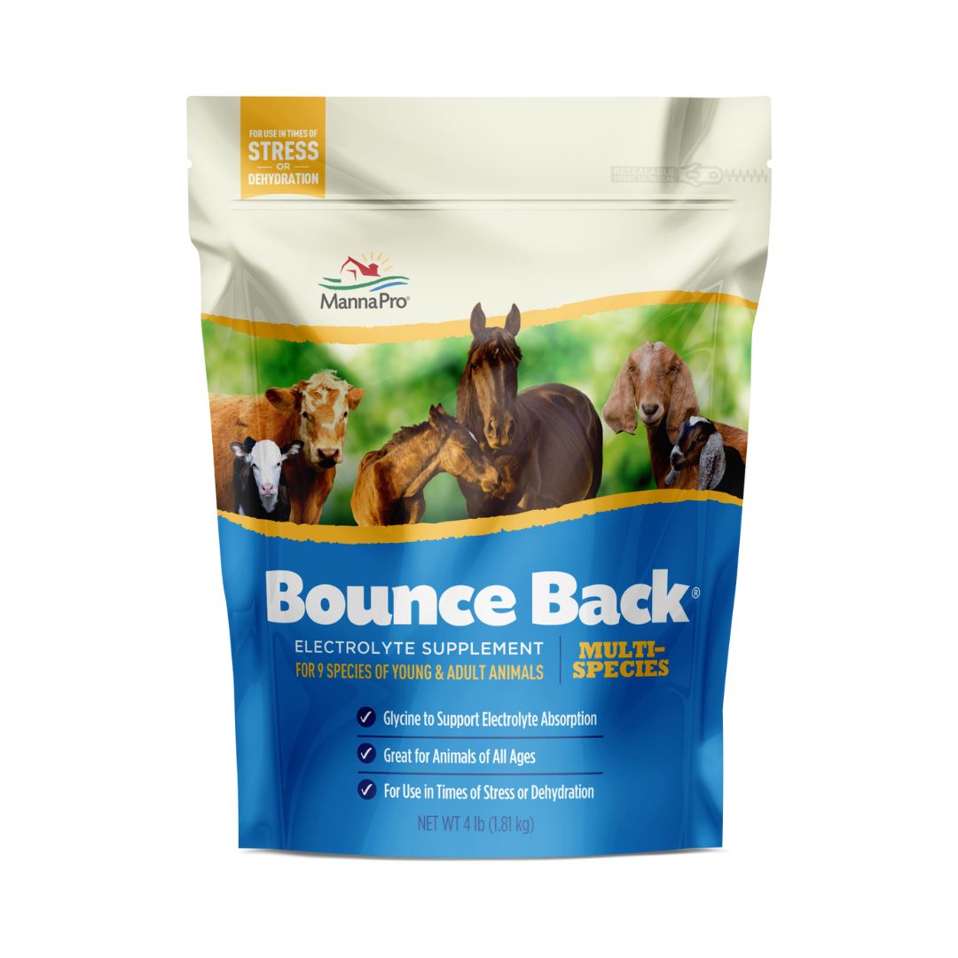 Bounce Back 4#