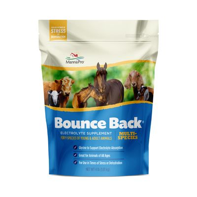 Bounce Back 4#