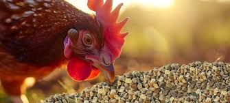Chicken Grit 50# Grower