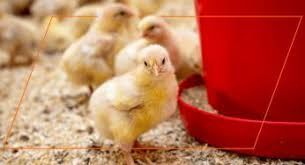 Chicken Grit 50# Starter