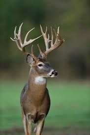 Deer &amp; Wildlife
