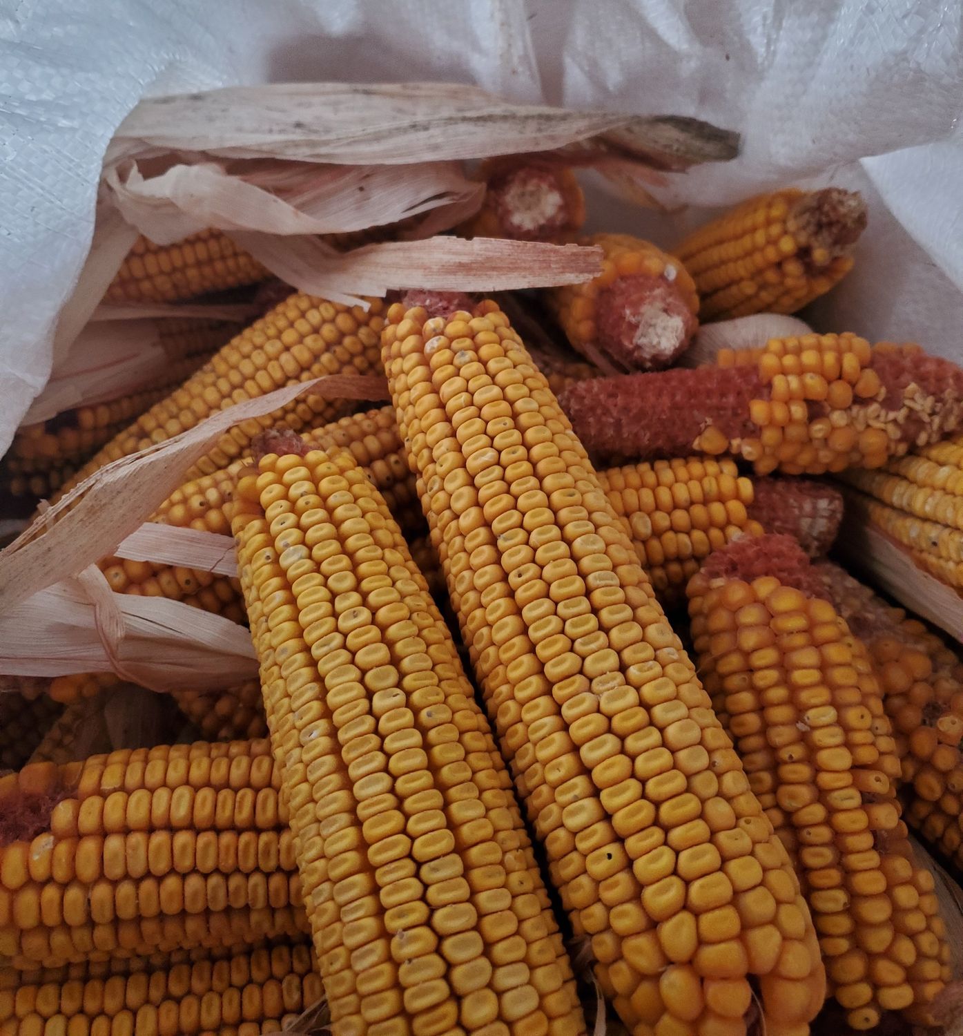 Snider's Ear Corn Large Bag