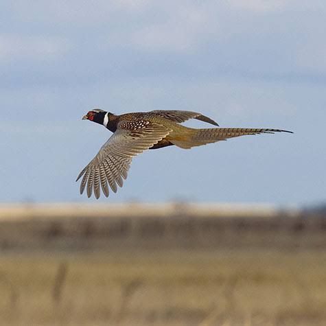 Flight Ready Game Bird Grower (Conditioner) Bag 50#
