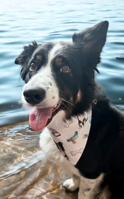 Doggie Bandanas