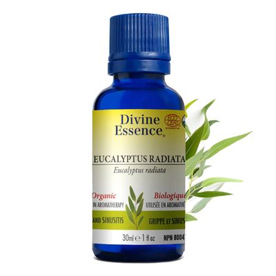 Divine Essence, EUCALYPTUS RADIATA Organic, Relieves Symptoms Of Cold &amp; Cough, Essential Oil - 30 mL