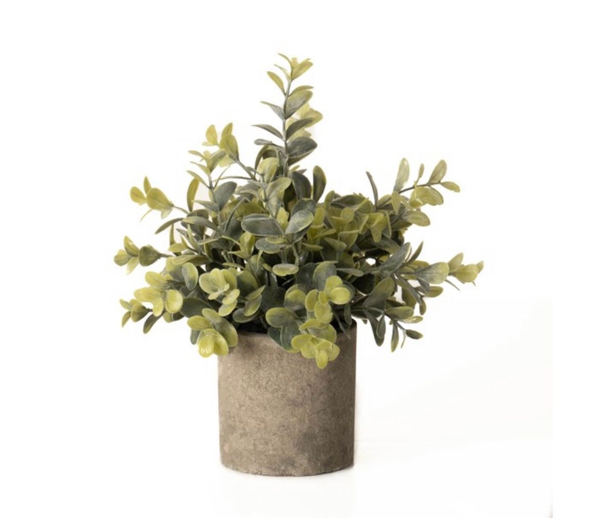 Eucalyptus Plant In Stone Effect Pot.