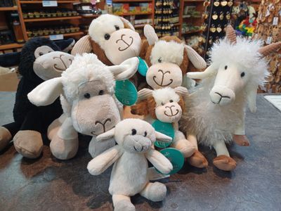 Sheep and Lambs