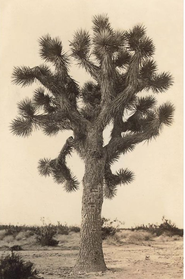 Poster Joshua Tree