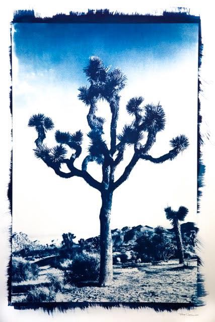 Joshua Tree - Cyanotype print