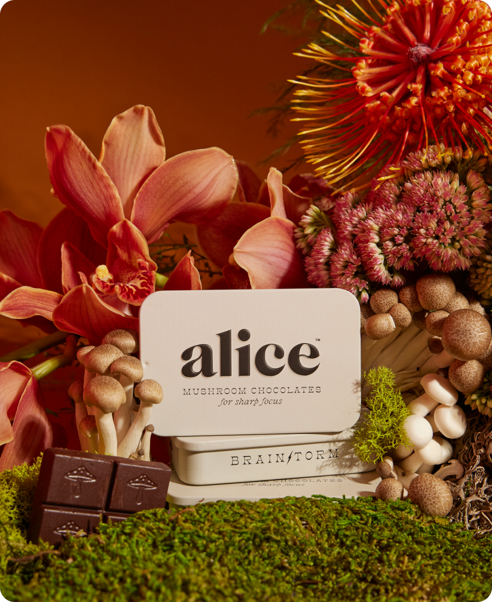 Brainstorm-Mushroom chocolate supplement for focus