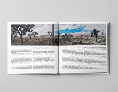 Desert Forest: Life With Joshua Trees