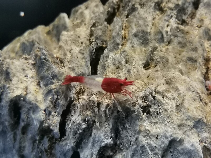 Neocaredina davidi Red Rili Garnele