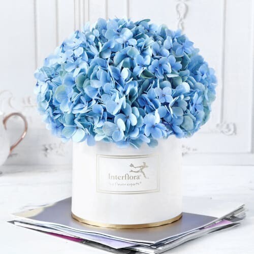 BLUE BEAUTY HYDRANGEA