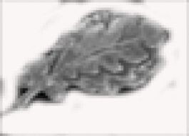 Oak Leaf Cluster - 1/8 inch Silver