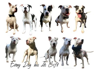 Witty Attire Giving Plan | Subscribe to Help Pawcasso Dogs