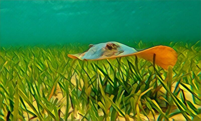 Stingaree Print South Padre Island - by PoPs