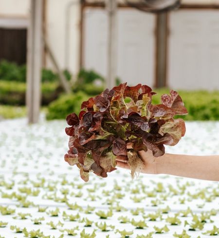 Green Pasture Farm and Hatchery Redleaf Clamshell
