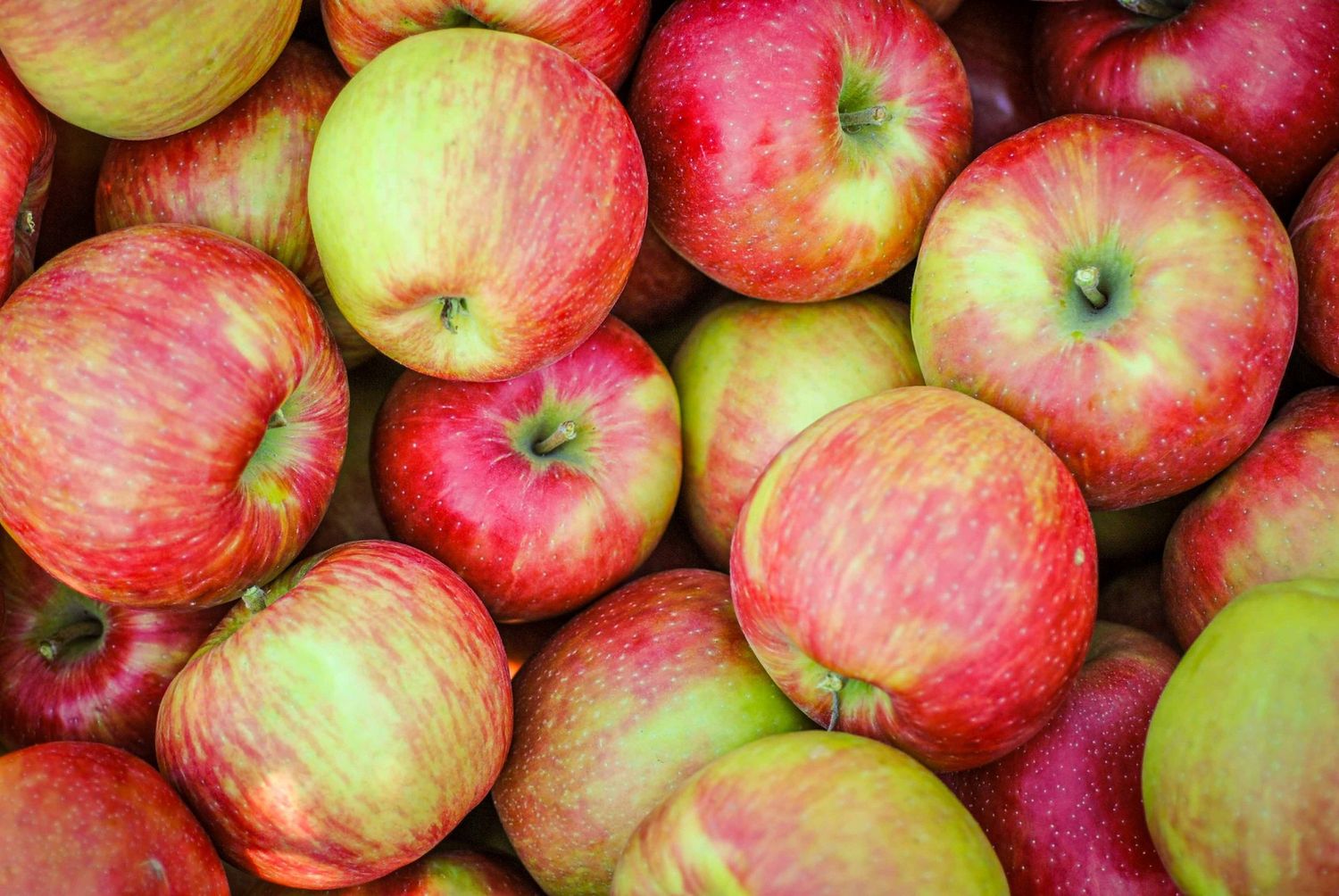 Organic Honeycrisp