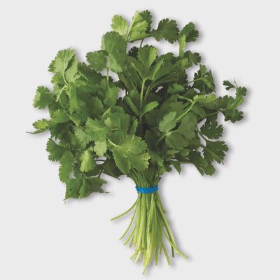 Organic Cilantro