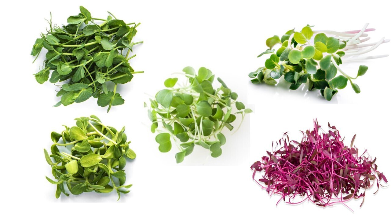 Salad Mix