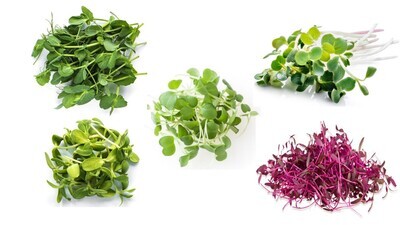 Salad Mix