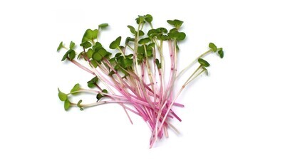 China-rose Radish
