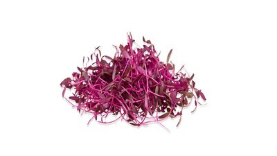 Red Amaranth