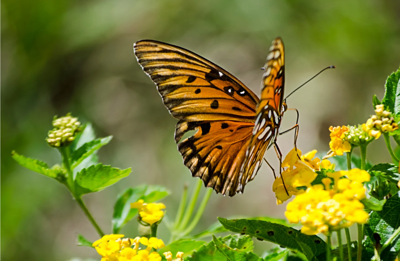 Island Adventure I =>>> Includes Chocolate Factory Tour, Shopping, Animal Encounter with Butterfly Sanctuary, Picture Stops at Roatan Sign & Highest Point