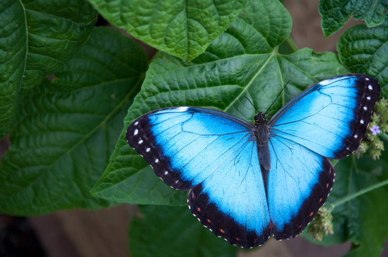 Island Adventure II =>>>>> Includes Animal Encounter with Butterfly Sanctuary, Beach Access, Lounge Chair, Pool, Wifi, Round Trip Transportation!
