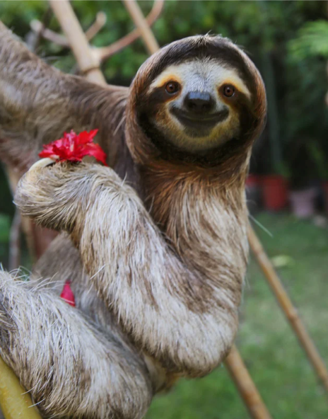 Monkeying Around  =>>> Includes Animal Sactuary Entry, Round Trip Transportation!