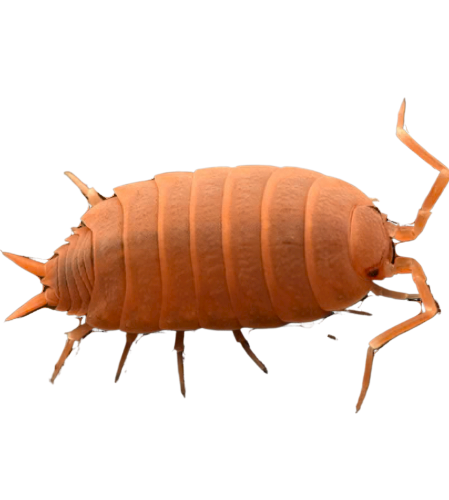 1500 powder orange (Porcellio pruinosus) isopods