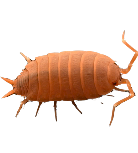 500 powder orange (Porcellio pruinosus) isopods