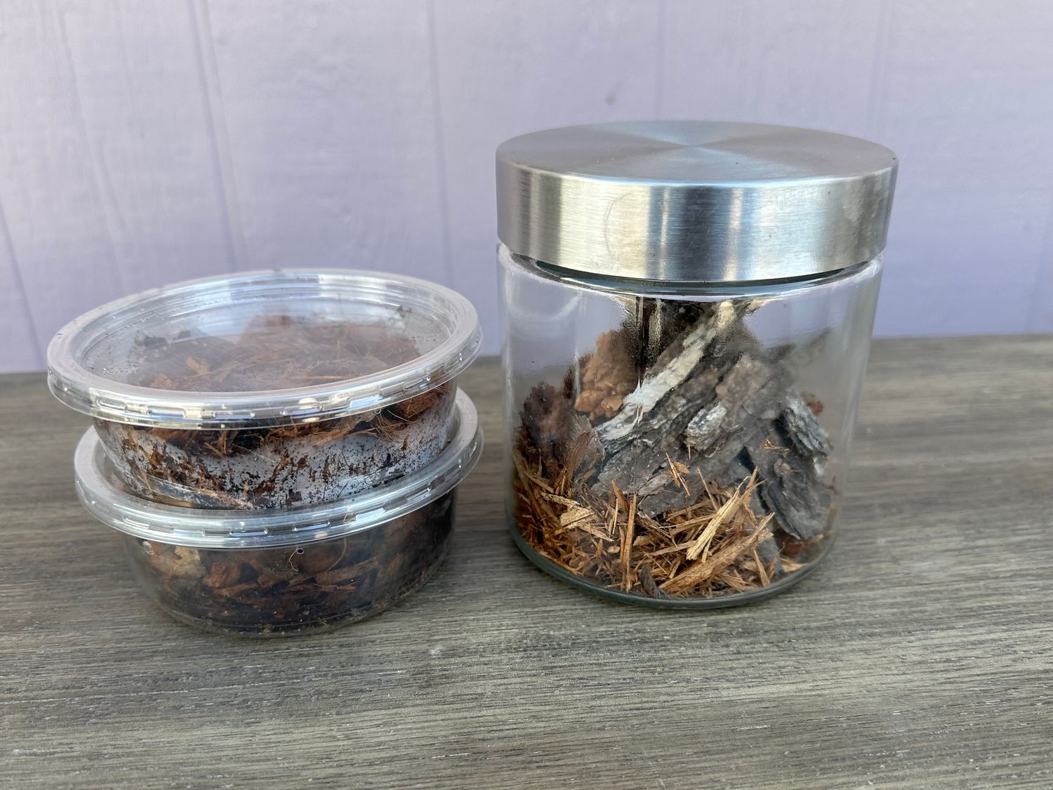 Roly Poly tabletop terrarium