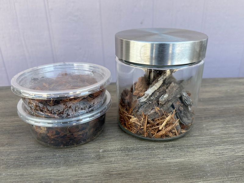 Roly Poly tabletop terrarium - Large
