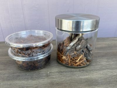 Roly Poly tabletop terrarium - Large