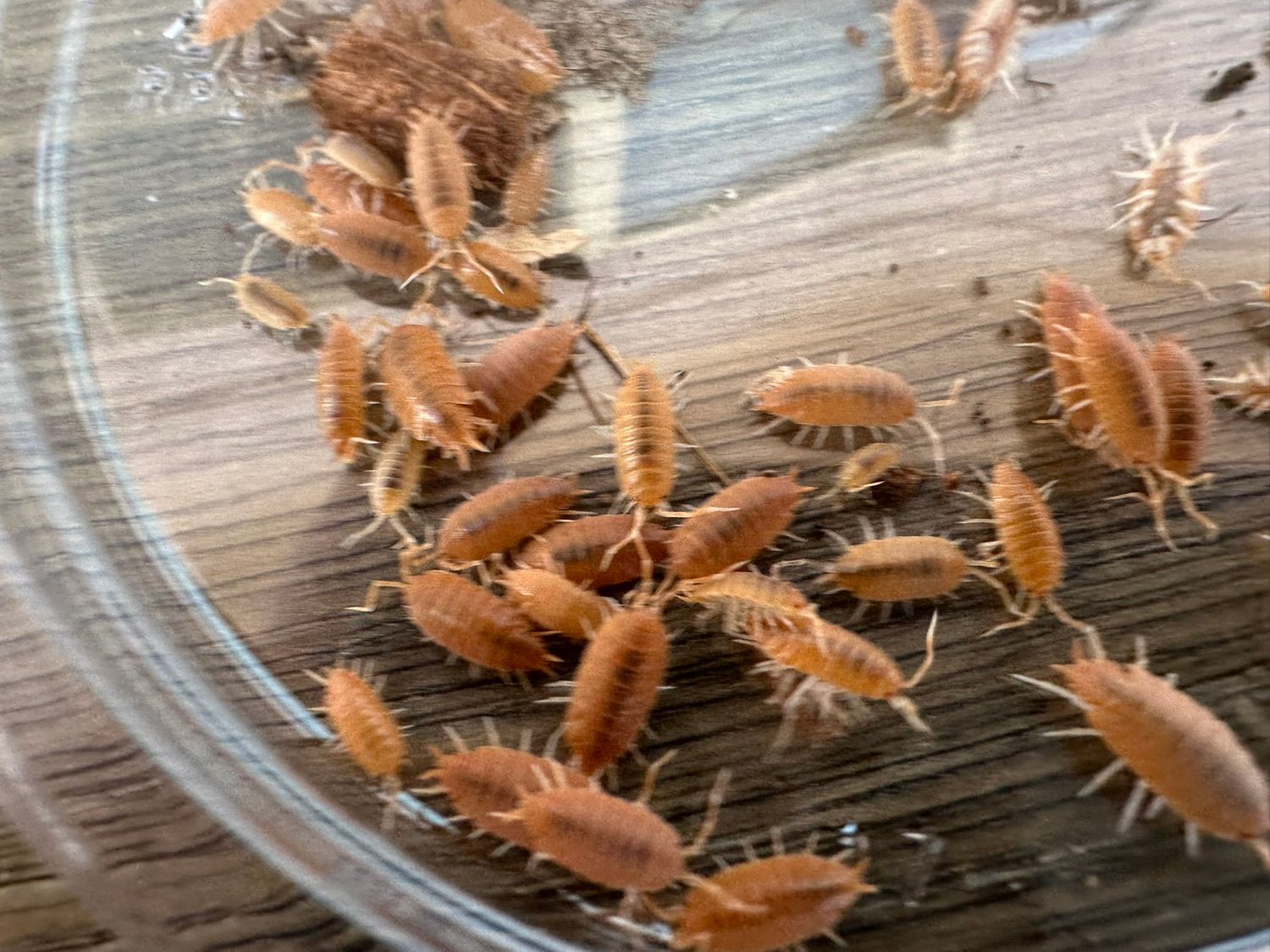 100 powder orange (Porcellio pruinosus) isopods - breeding colony
