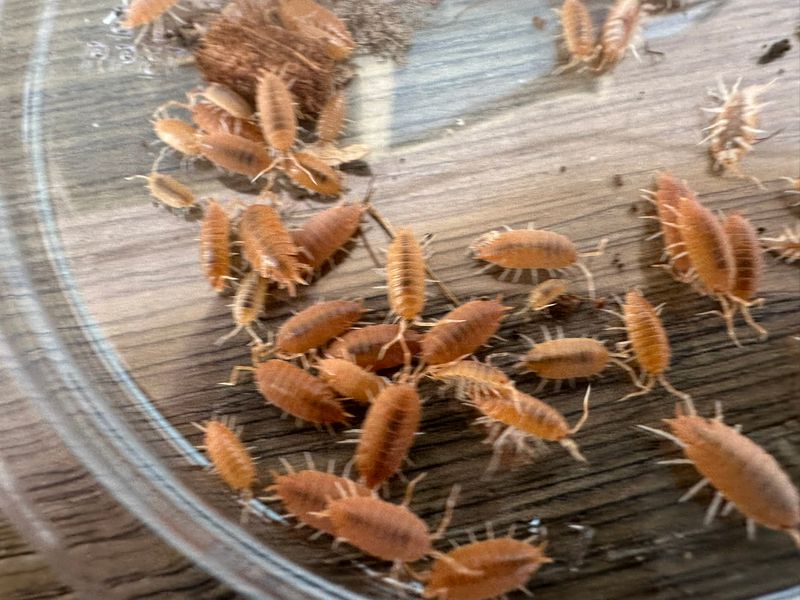 100 powder orange (Porcellio pruinosus) isopods - breeding colony